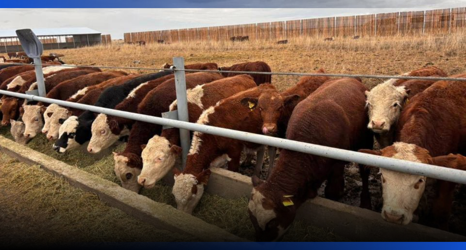 Image for Откормочную площадку на 5 тысяч голов КРС запустили в области Абай